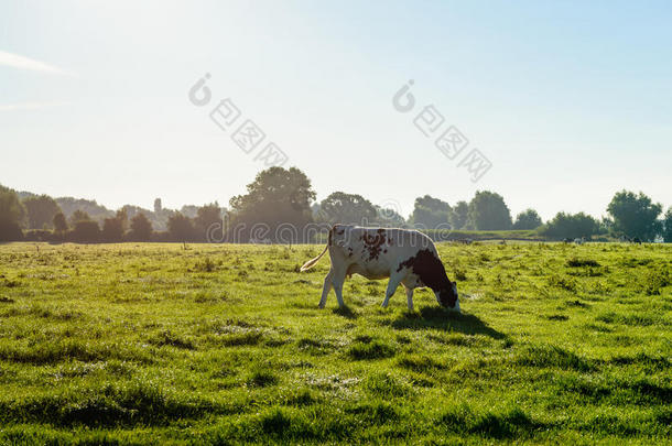一只放牧的黑色斑点荷斯坦奶牛的背光图像