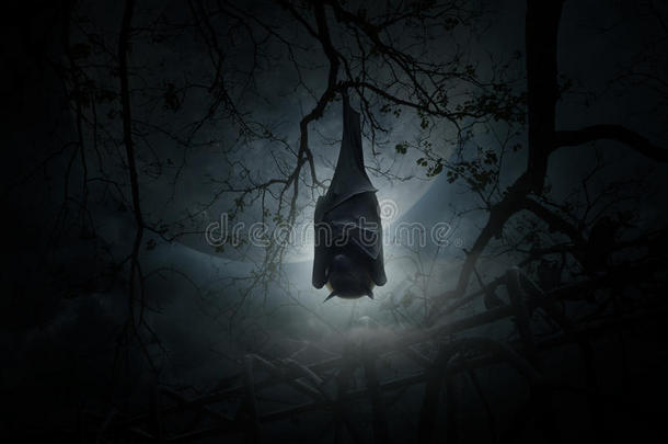 蝙蝠睡觉，挂在老篱笆上的枯树上，月亮和多云