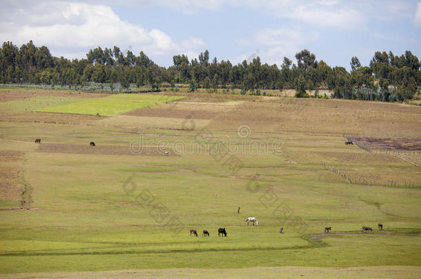 埃塞俄比亚的农场和农场动物
