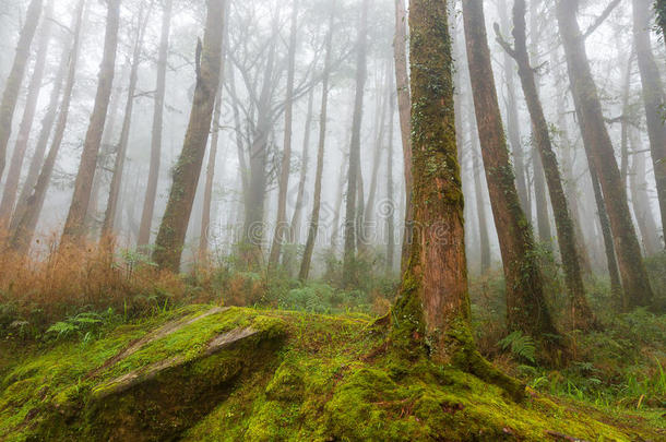 <strong>阿里山</strong>生态系统蕨类植物雾树叶