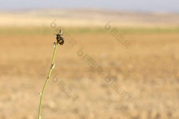 背景<strong>披头士</strong>黑色缺陷特写镜头