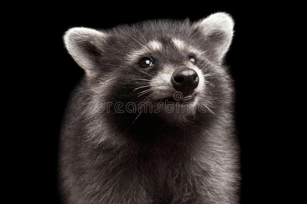 特写肖像可爱的小浣熊孤立在黑色背景上