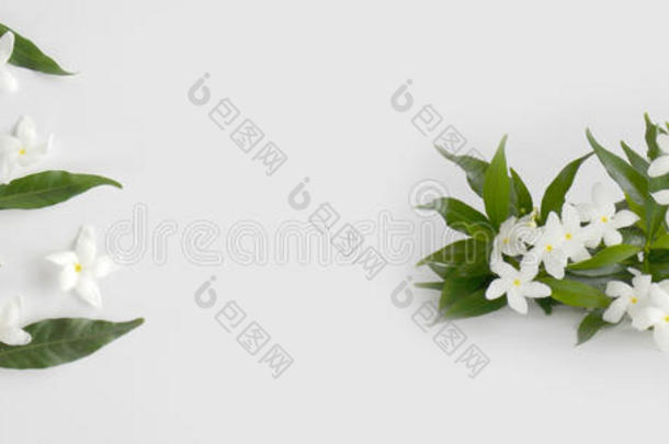 美丽的白色栀子花