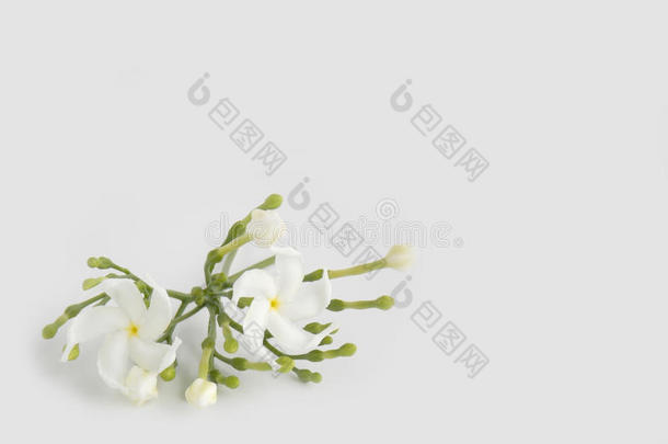 美丽的白色<strong>栀子</strong>花