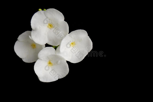美丽的白色栀子花