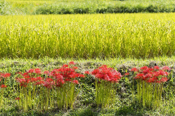 花团<strong>锦簇</strong>地绽放