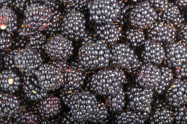农业背景浆果黑色黑莓