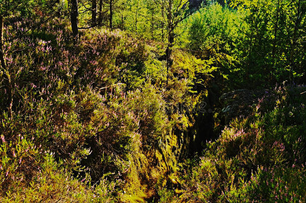 强烈背光中的对比场景与捷克景观中旅游区马丘夫克拉伊岩石上盛开的石楠形成对比