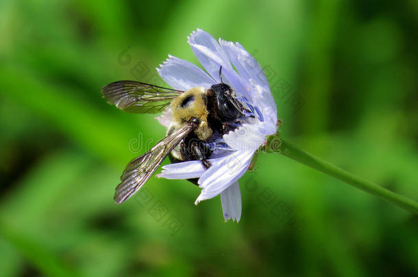 特写一只蜜蜂在一朵淡紫色的花上，背景是绿色的