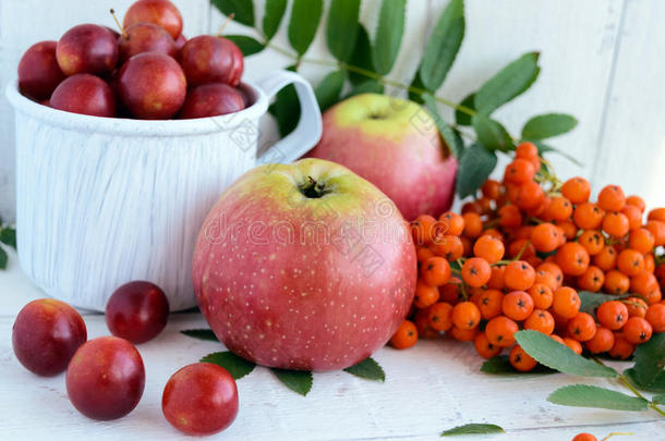 秋天的礼物：苹果，樱桃李子，白色背景上的山灰。 仍然生活在黄色，橙色，红色
