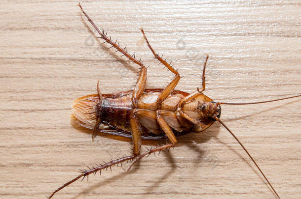 蟑螂<strong>小动物</strong>分散了一种烦人的疾病原因。