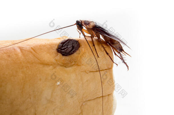 蟑螂小动物分散了一种烦人的疾病原因