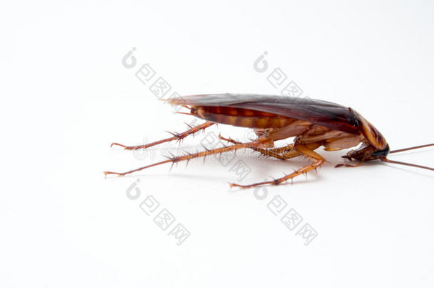蟑螂小动物分散了一种烦人的疾病原因。
