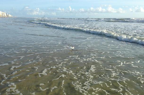 大浪与泡沫滚动在达托纳海滩在达托纳海滩海岸，佛罗里达州。
