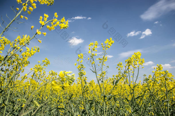 <strong>春天</strong>，黄色开花油籽在多云的蓝天上的田野（甘蓝型油菜），盛开的<strong>油菜花</strong>