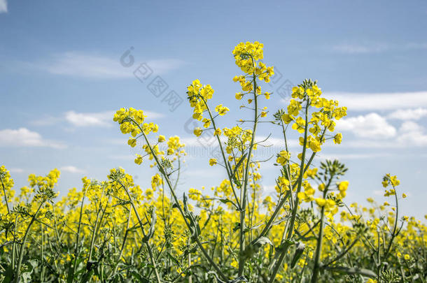 春天，黄色开花油籽在多云的蓝天上的田野（<strong>甘蓝</strong>型油菜），盛开的油菜花