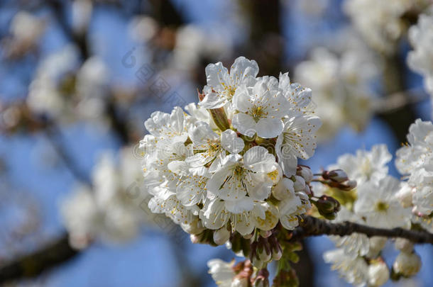 春天<strong>樱花</strong>枝盛开的花朵。 场的浅深度。 阳光明媚的日子里<strong>樱花</strong>的细<strong>节</strong>