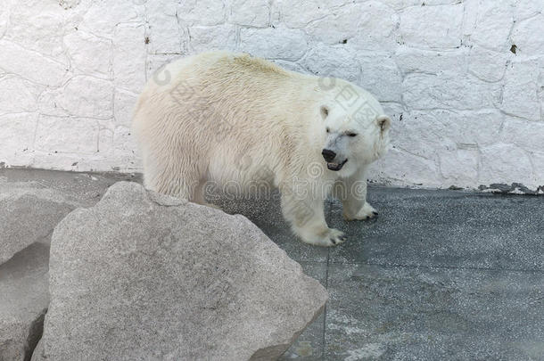 大北极熊站在石头后面