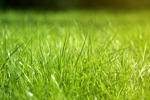 绿色的草地背景。 春天或夏天的草地
