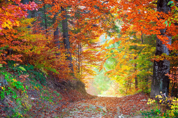 令人惊叹的秋天落叶颜色在野生森林景观