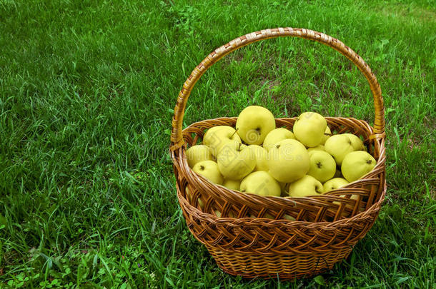 农业苹果篮子食物水果