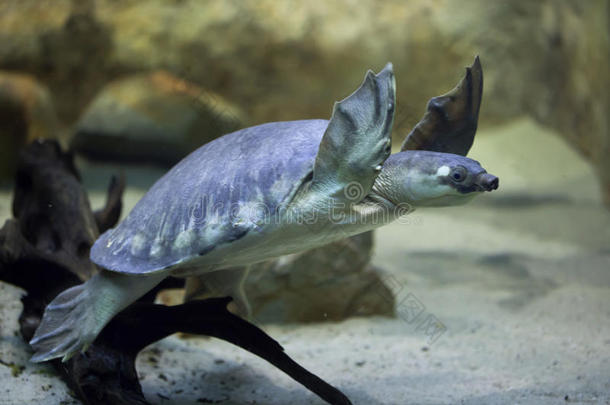 动物水族馆澳大利亚澳大利亚人草龟科