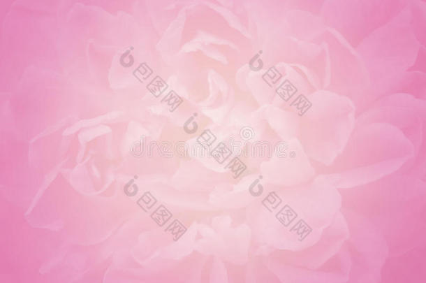 特写柔和的焦点绽放苍白的淡粉色玫瑰花，情人节的自然背景