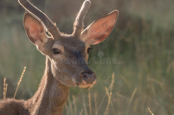 背光视图的红鹿鹿颈（艺术图片）