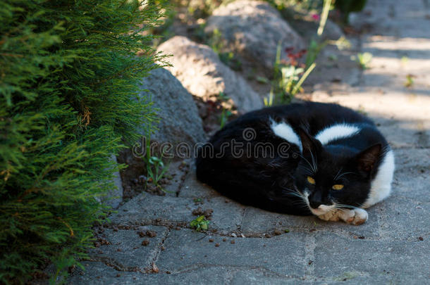 黑白相间的宠物猫躺在花园的小路上