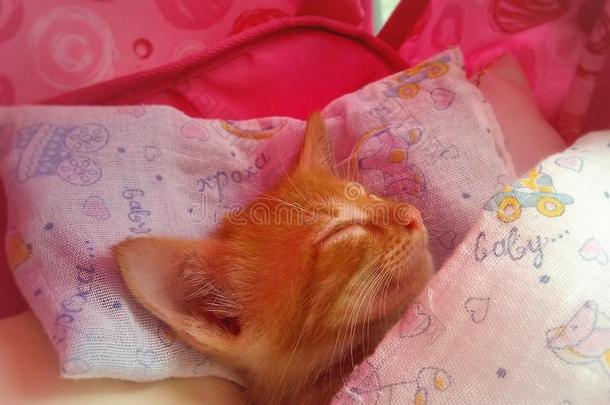 宝贝小猫枕头红色睡觉