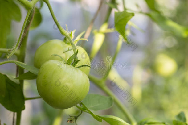 <strong>绿色</strong>西红柿在自然<strong>光线</strong>下。 农业概念
