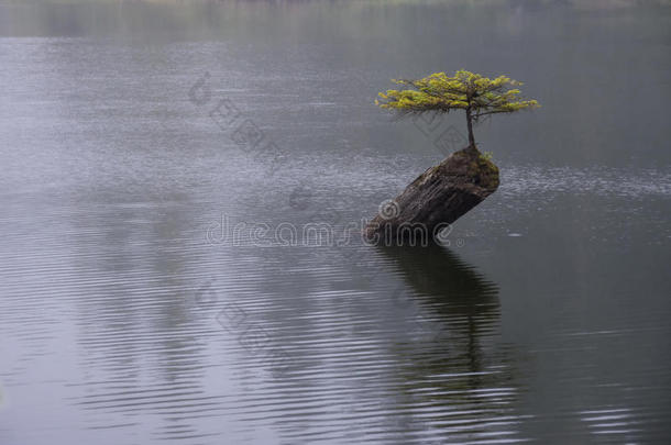 仙女湖生命之树