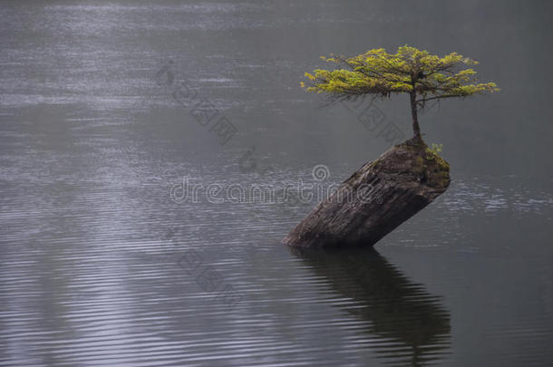 仙女湖生命之树