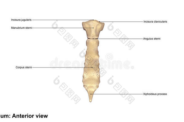 解剖骨胸骨笼子胸部