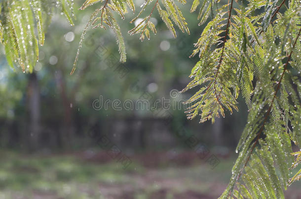 绿叶带着雨后<strong>被困</strong>的水。