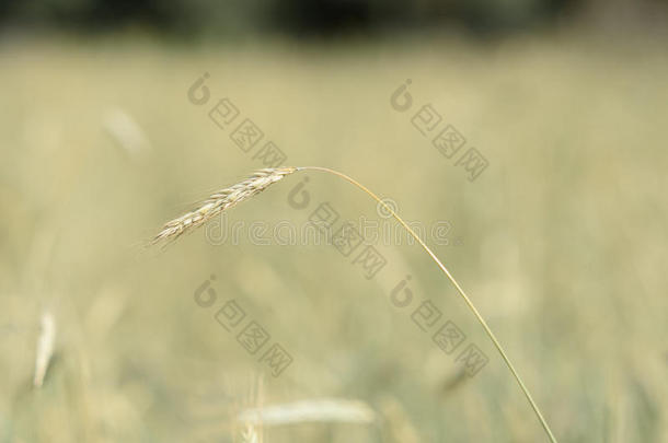 耳朵小麦特写在田野的背景上