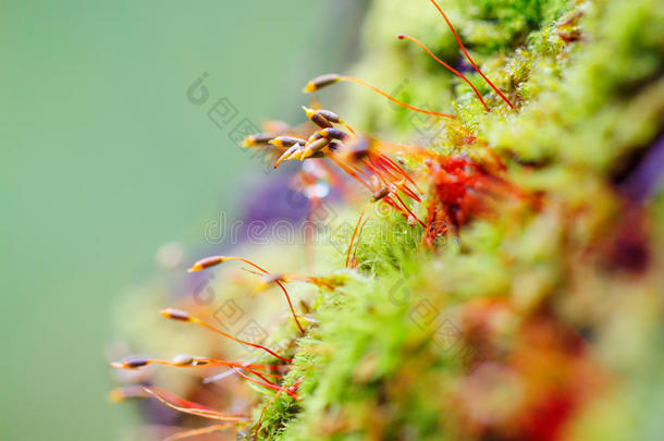 彩色苔藓孢子在模糊的背景上
