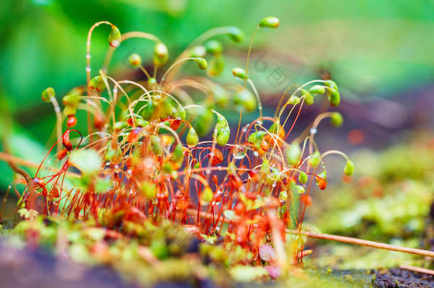 彩色苔藓孢子在模糊的背景上