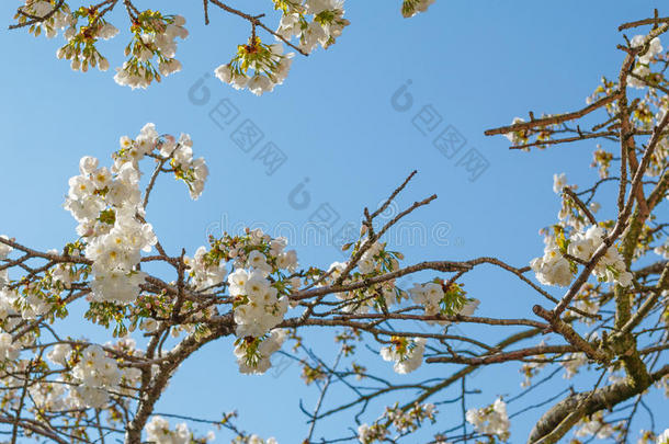 日本樱花白花枝