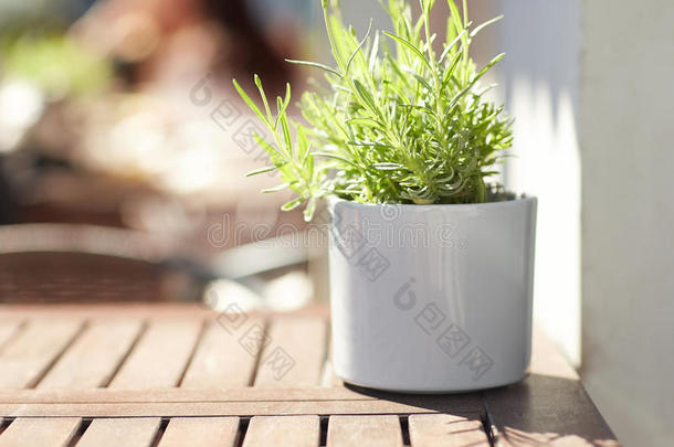 街头咖啡馆桌子上花盆里的绿色植物