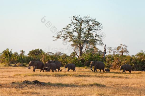 肯尼亚<strong>安博塞利</strong>的大象