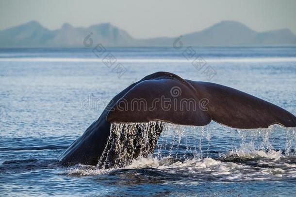 大的巨大的侥幸哺乳动物海洋生物