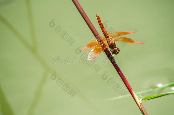蜻蜓在水面上的草地上捕捉。