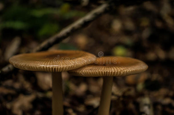 木耳木耳科蘑菇早期的找到