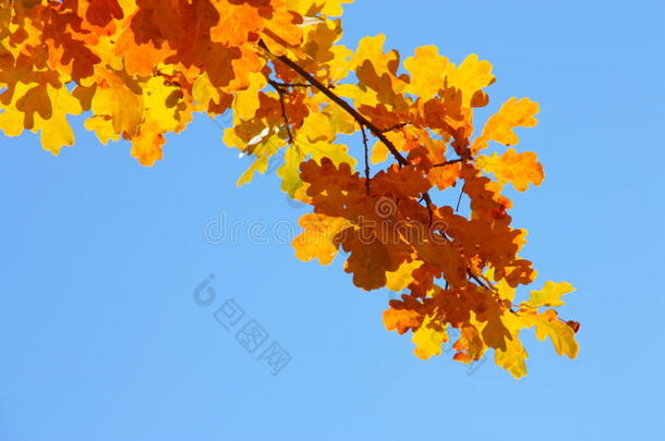 秋天/秋天的天空背景-金色的叶子
