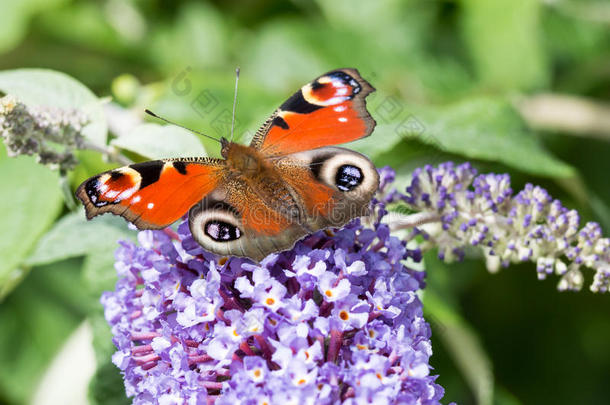 欧洲孔雀蝴蝶在水花上