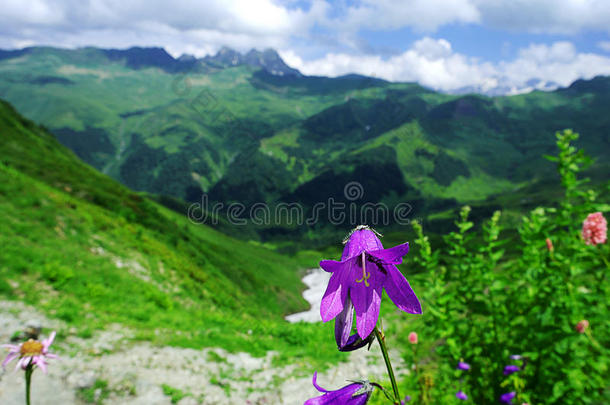 高山草地和山花背景上的远山在一片美丽的云