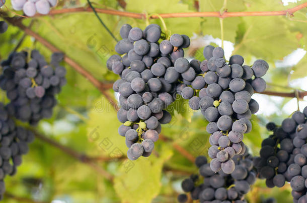 成群的红酒葡萄生长在意大利的田野里。 近距离观看新鲜红酒葡萄。 成群的红酒葡萄