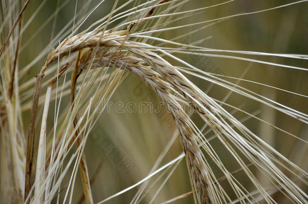 农业综合企业农业大麦酿造谷类食品