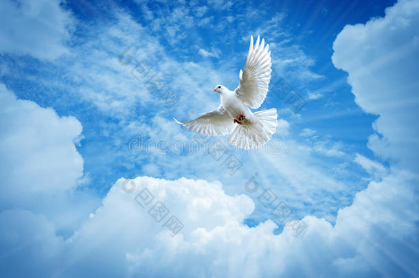 美丽的鸽子在蓝天上象征着信仰
